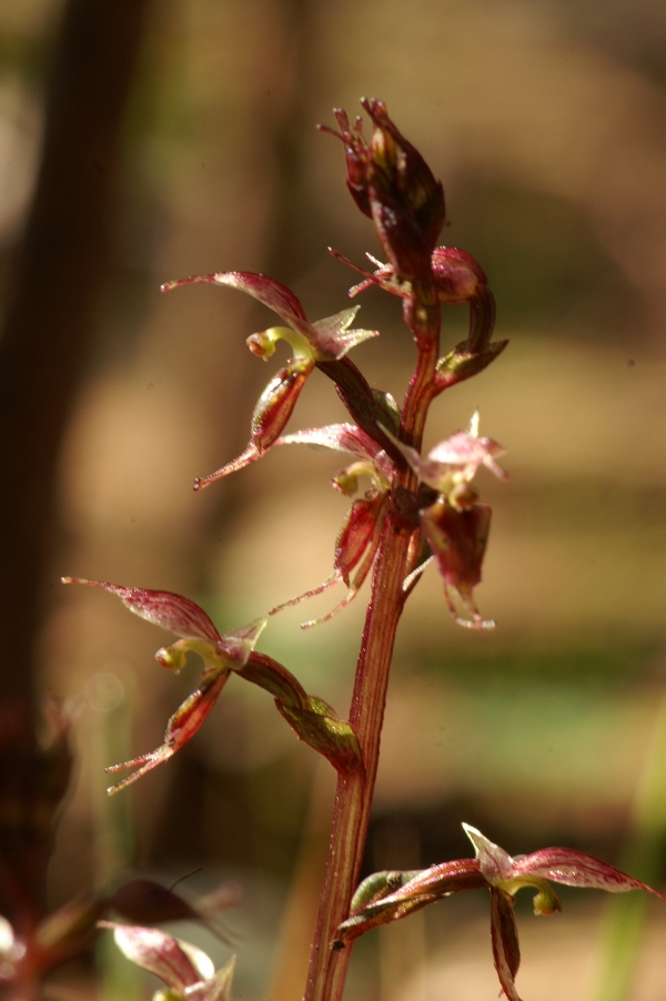 Acianthus pusillus